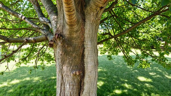 Top 5 avantages d'un service d'élagage expert pour vos arbres