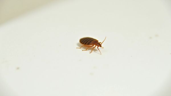 Une punaise de lit découverte : conseils pour réagir vite